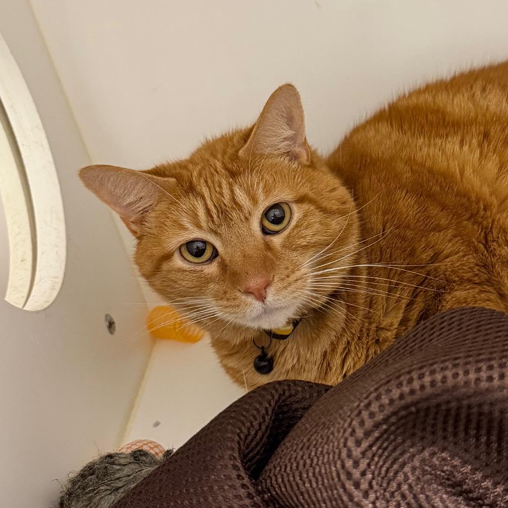 Enlarge Loki, a Adoptable Domestic Short Hair in Winston Salem, NC image 3/5