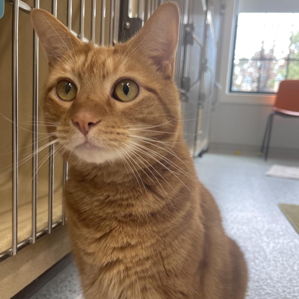 Enlarge Loki, a Adoptable Domestic Short Hair in Winston Salem, NC image 4/5