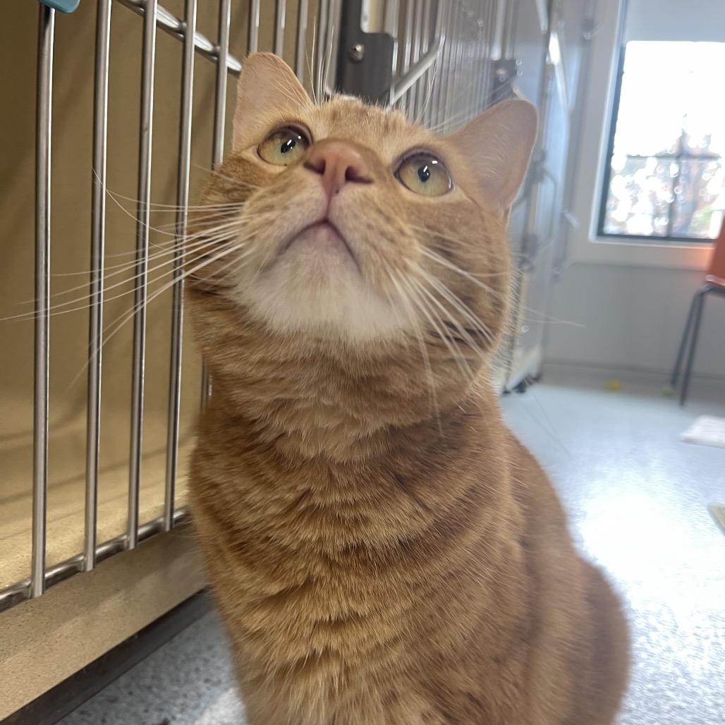 Enlarge Loki, a Adoptable Domestic Short Hair in Winston Salem, NC image 5/5