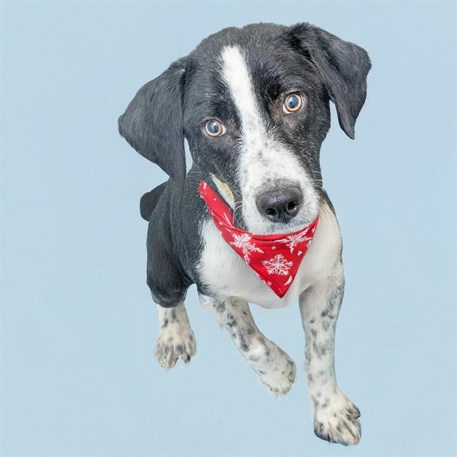 Enlarge DUTCH BROS, a Adoptable mixed breed in Saint Louis, MO image 1/1