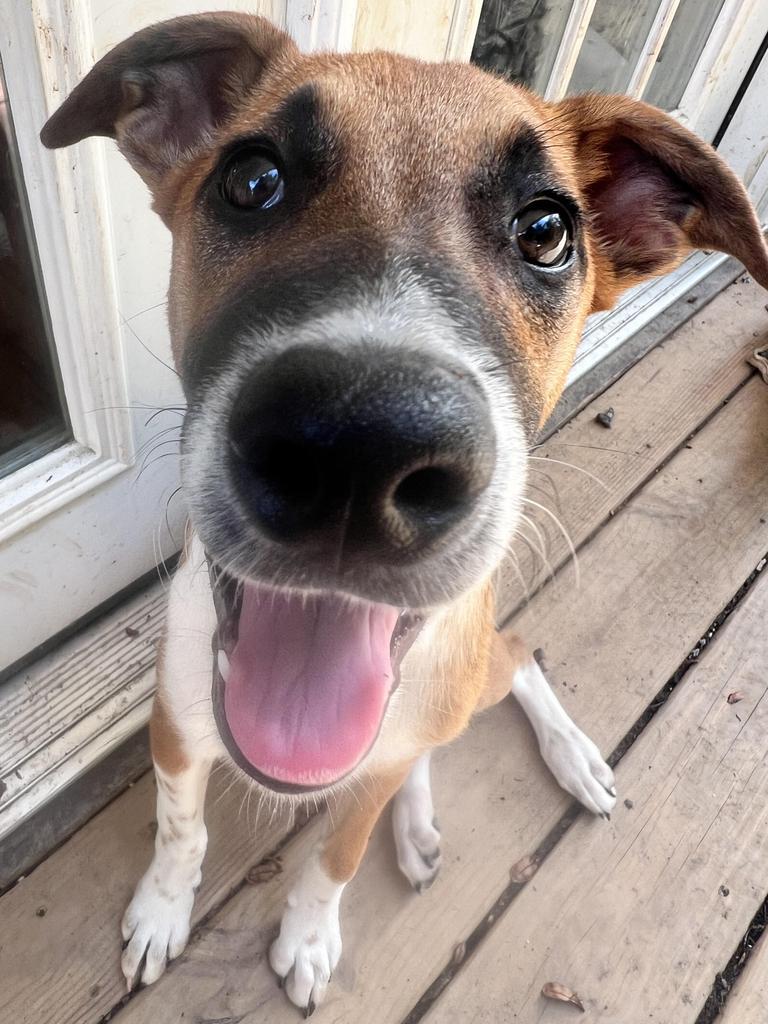 Enlarge Baby Girl, a Adoptable Terrier in Athens, OH image 2/4