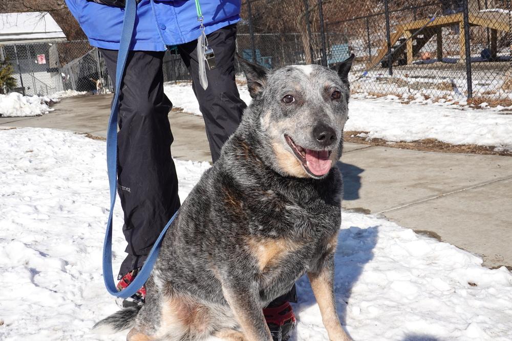 Enlarge Blossom, a Adoptable mixed breed in Elmsford, NY image 1/6