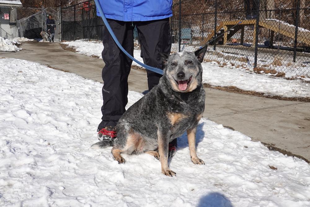 Enlarge Blossom, a Adoptable mixed breed in Elmsford, NY image 3/6