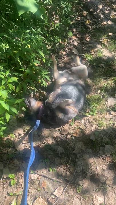 Enlarge Blossom, a Adoptable mixed breed in Elmsford, NY video 6/6