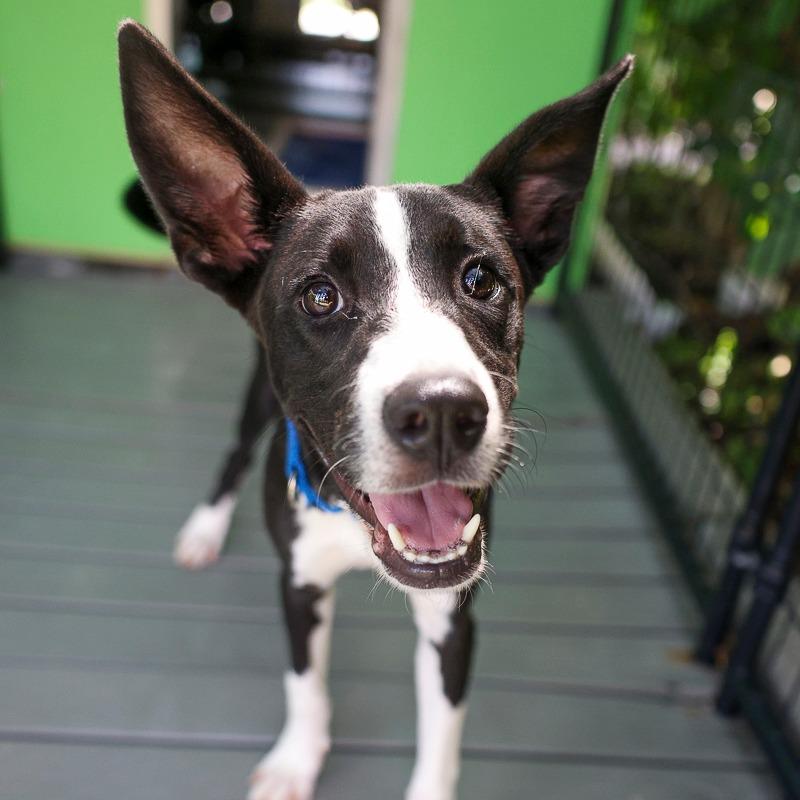 Kathy, Adoptable, Young Female Mixed Breed.