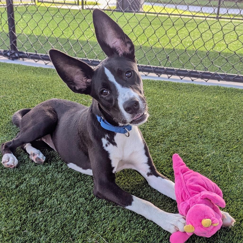 Enlarge Kathy, a Adoptable Mixed Breed in Bradenton, FL image 2/3
