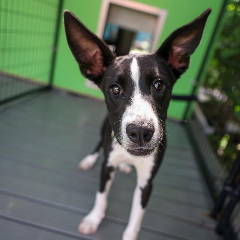 Enlarge Kathy, a Adoptable Mixed Breed in Bradenton, FL image 3/3