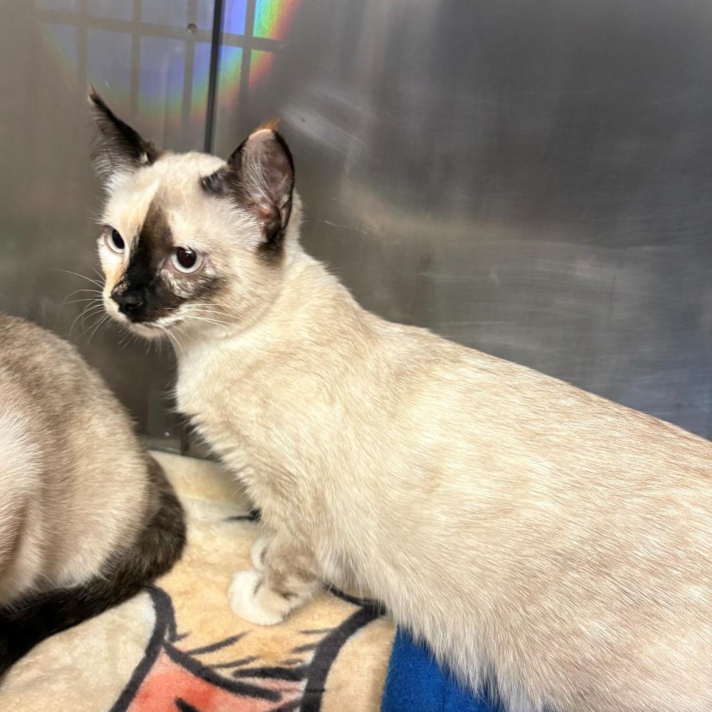Lisa, Adoptable, Kitten Female Domestic Short Hair & Siamese.
