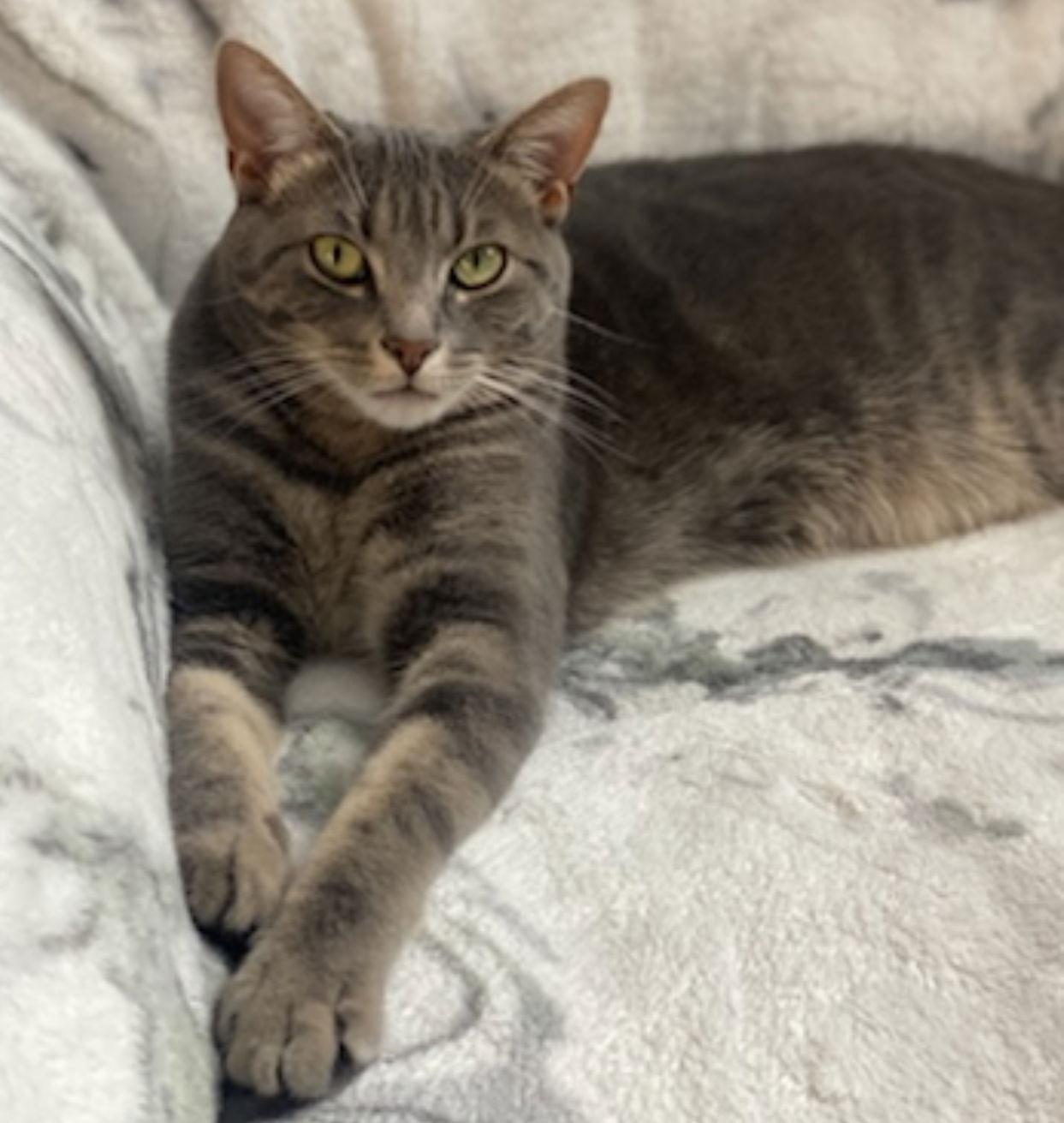 Stella, Adopted, Young Female Domestic Short Hair.