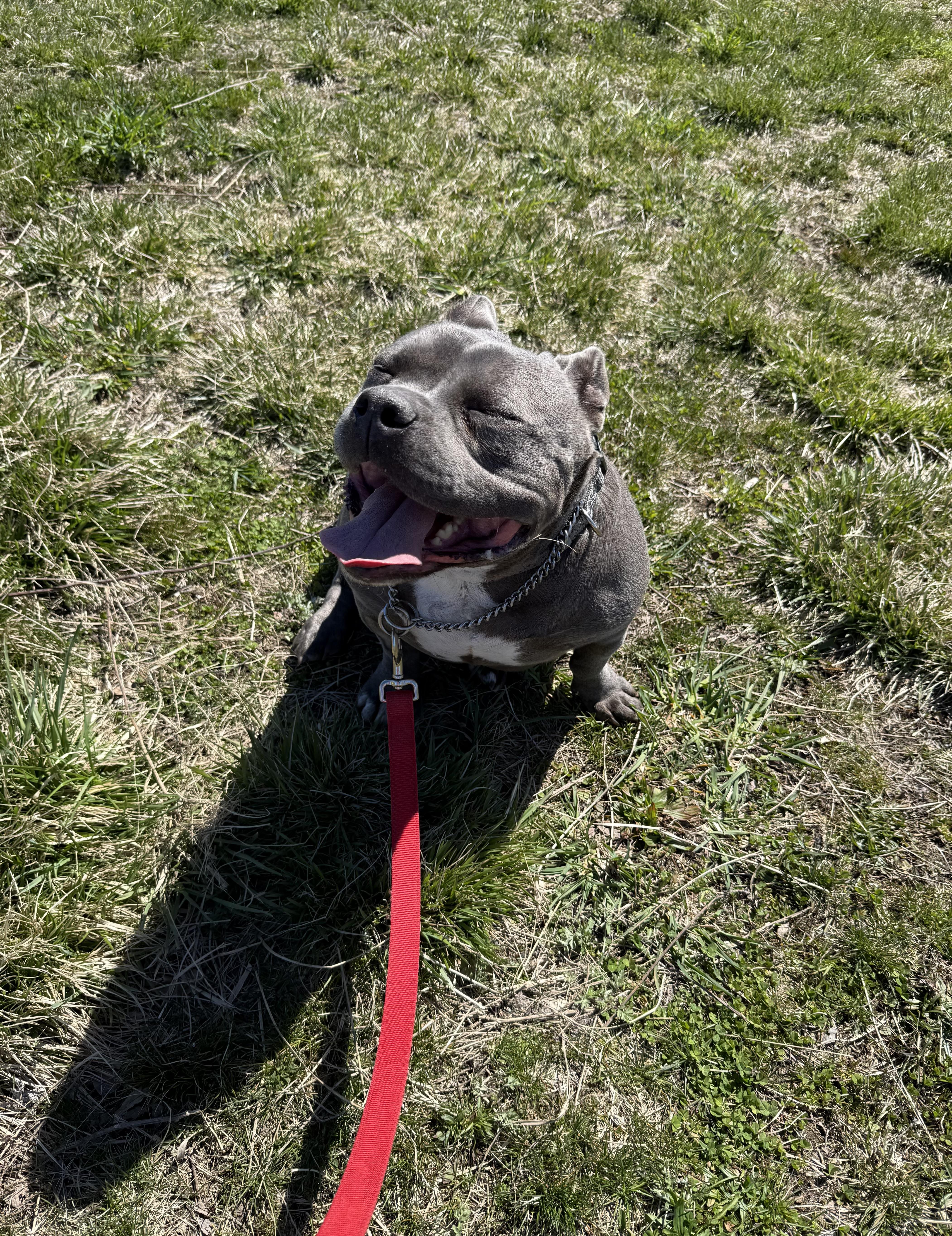 Enlarge Ruby, an adopted mixed breed in Milford, CT image 3/4