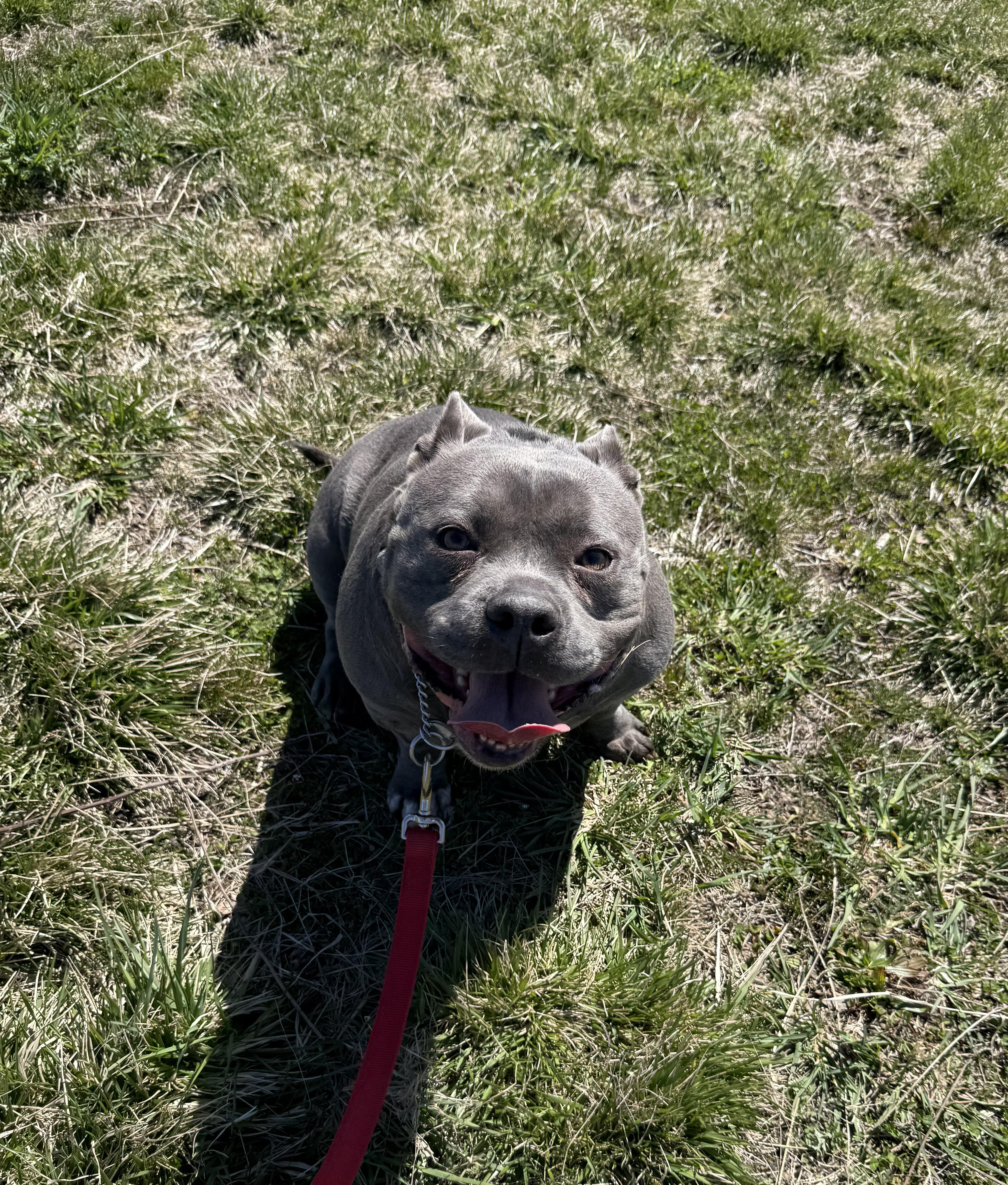 Enlarge Ruby, an adopted mixed breed in Milford, CT image 4/4