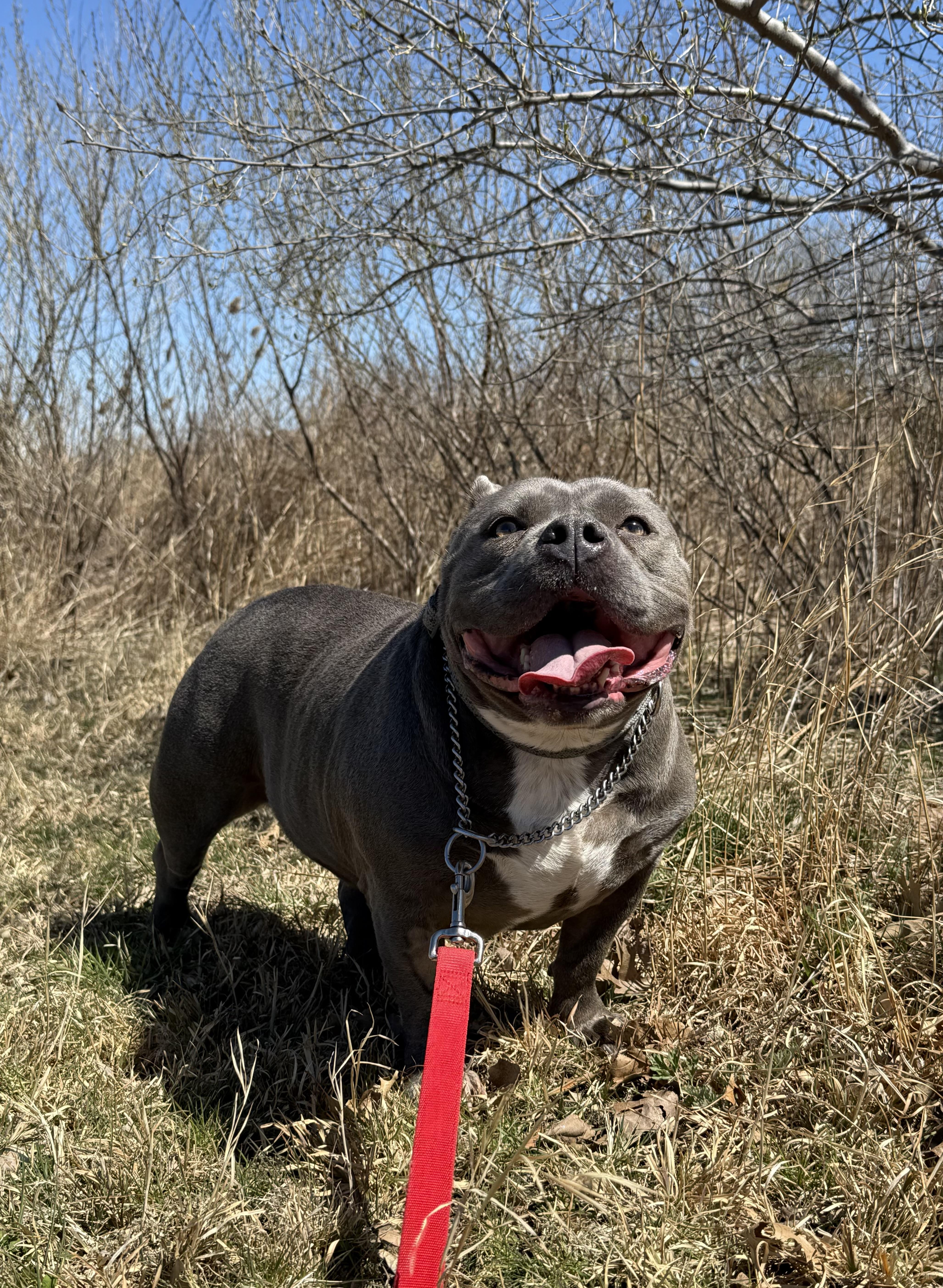 Enlarge Ruby, an adopted mixed breed in Milford, CT image 2/4
