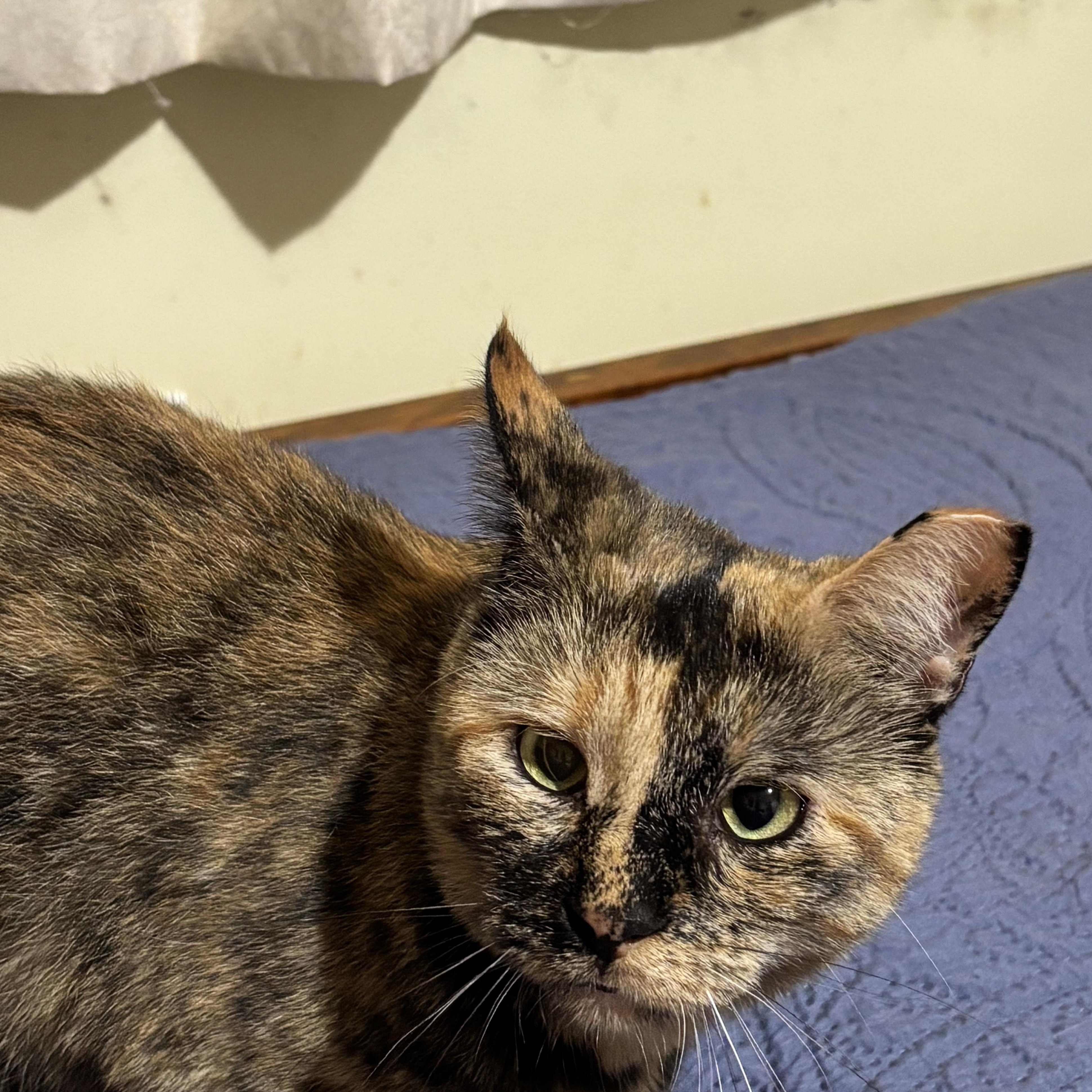 Enlarge Volley, a Adoptable Domestic Short Hair in Fair Haven, VT image 3/4