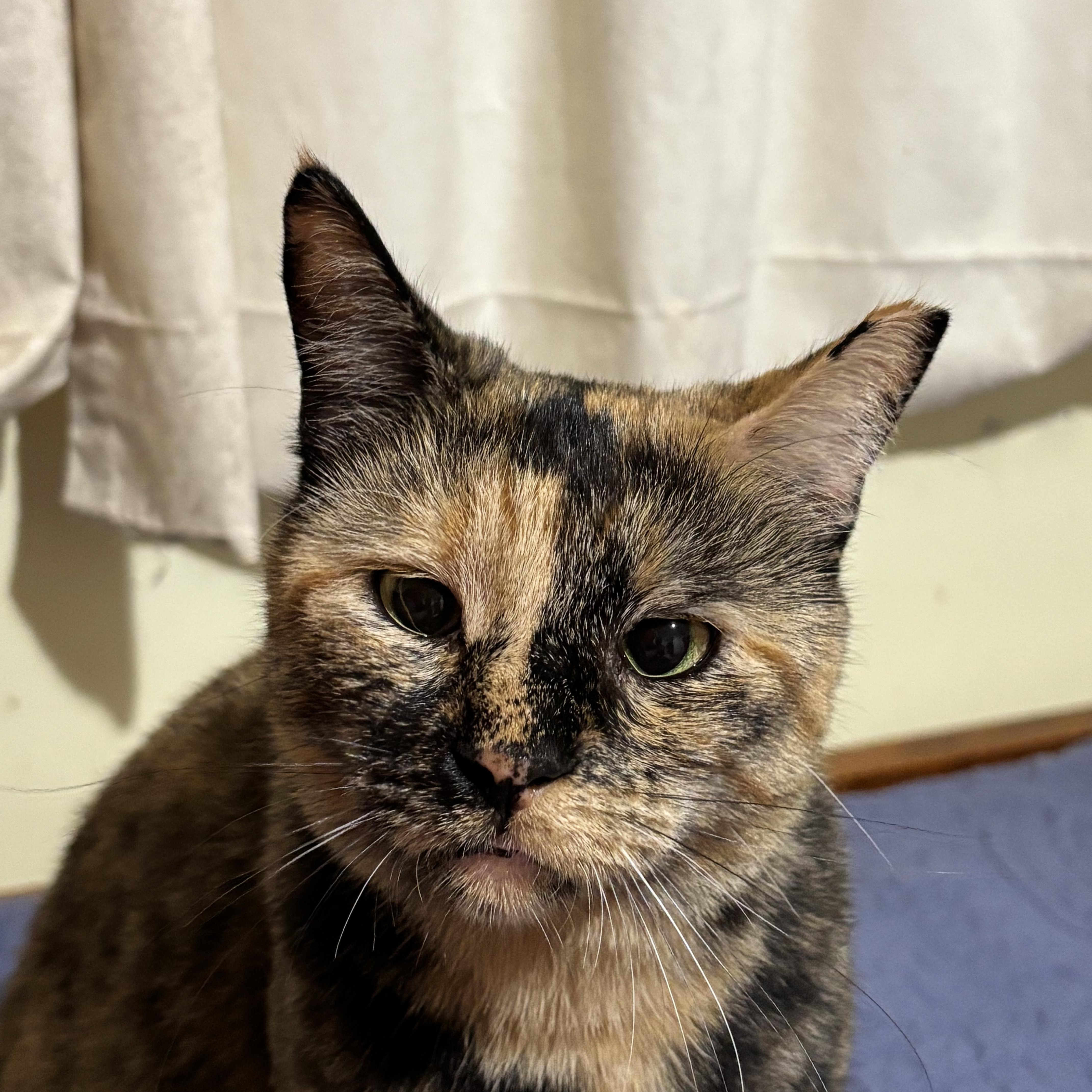 Volley, Adoptable, Adult Female Domestic Short Hair.