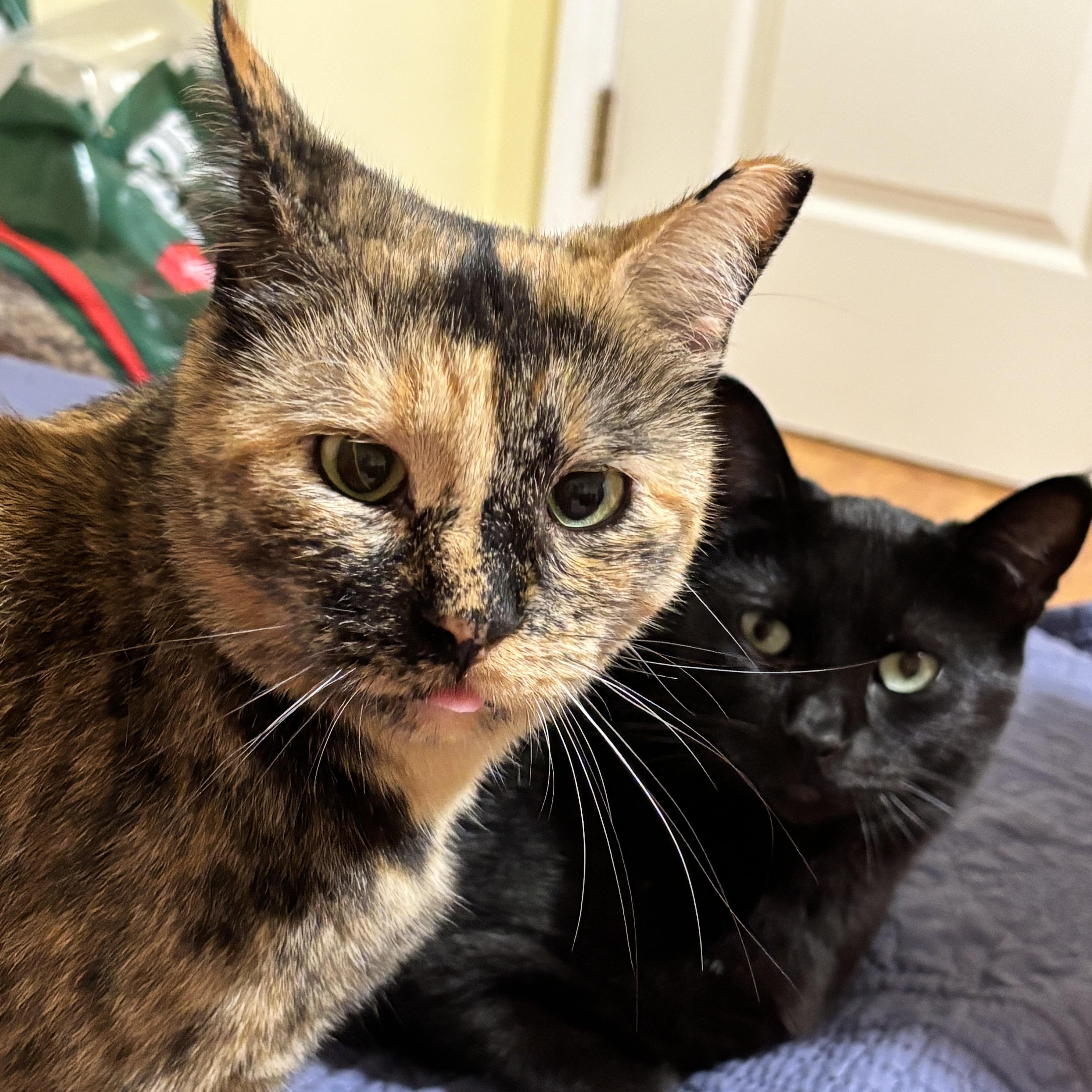 Enlarge Volley, a Adoptable Domestic Short Hair in Fair Haven, VT image 4/4