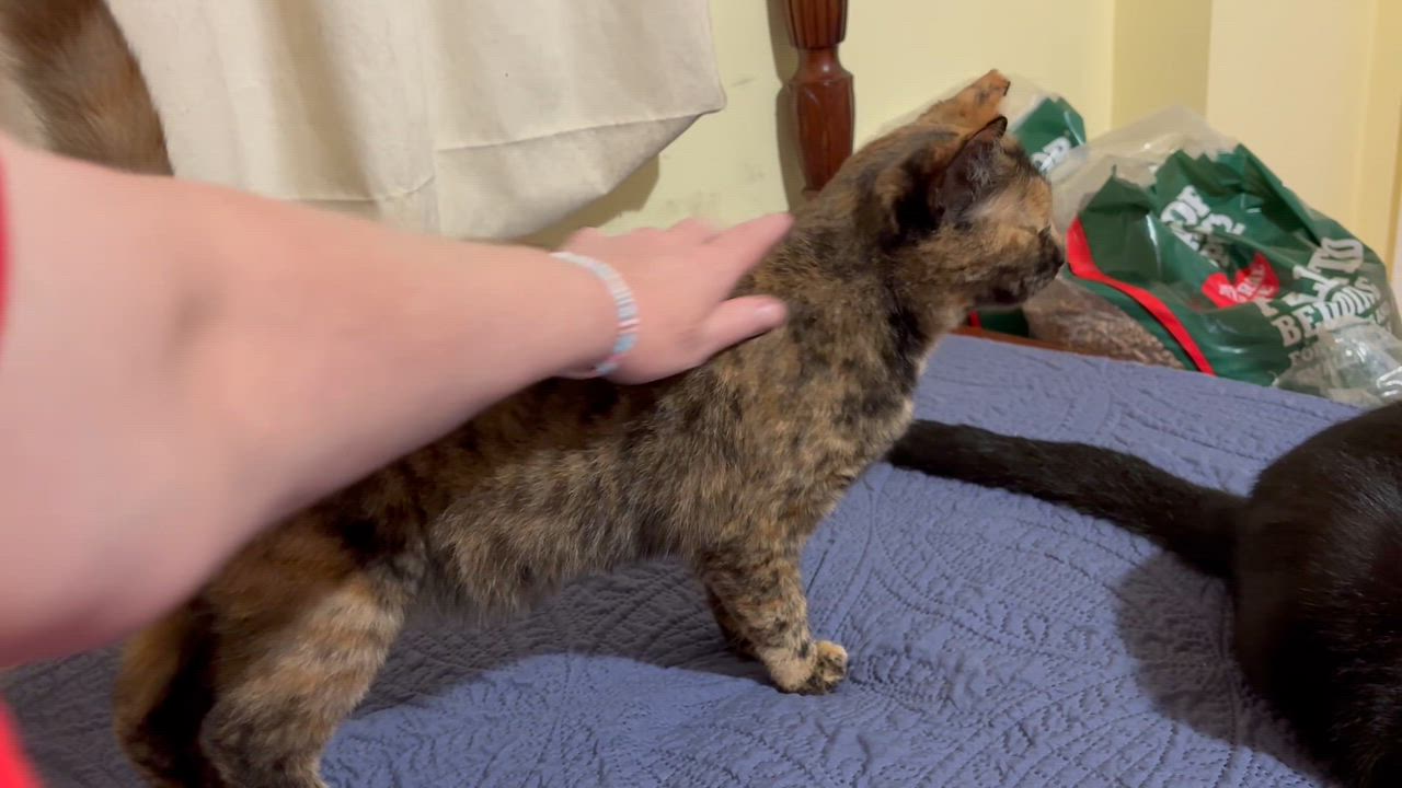 Enlarge Volley, a Adoptable Domestic Short Hair in Fair Haven, VT video 2/4