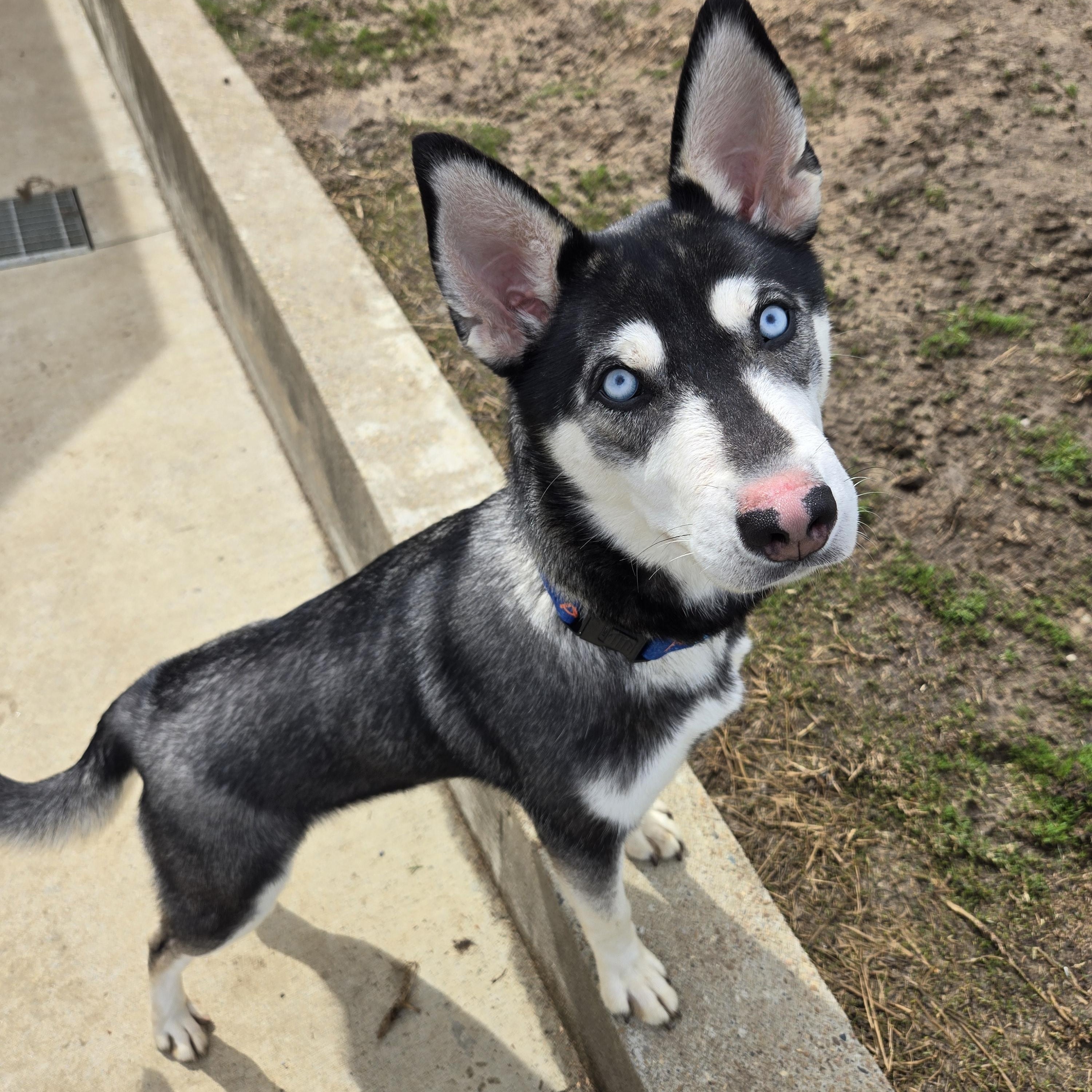 Enlarge Sapphire, a ADOPTABLE mixed breed in Keokuk, IA image 4/6