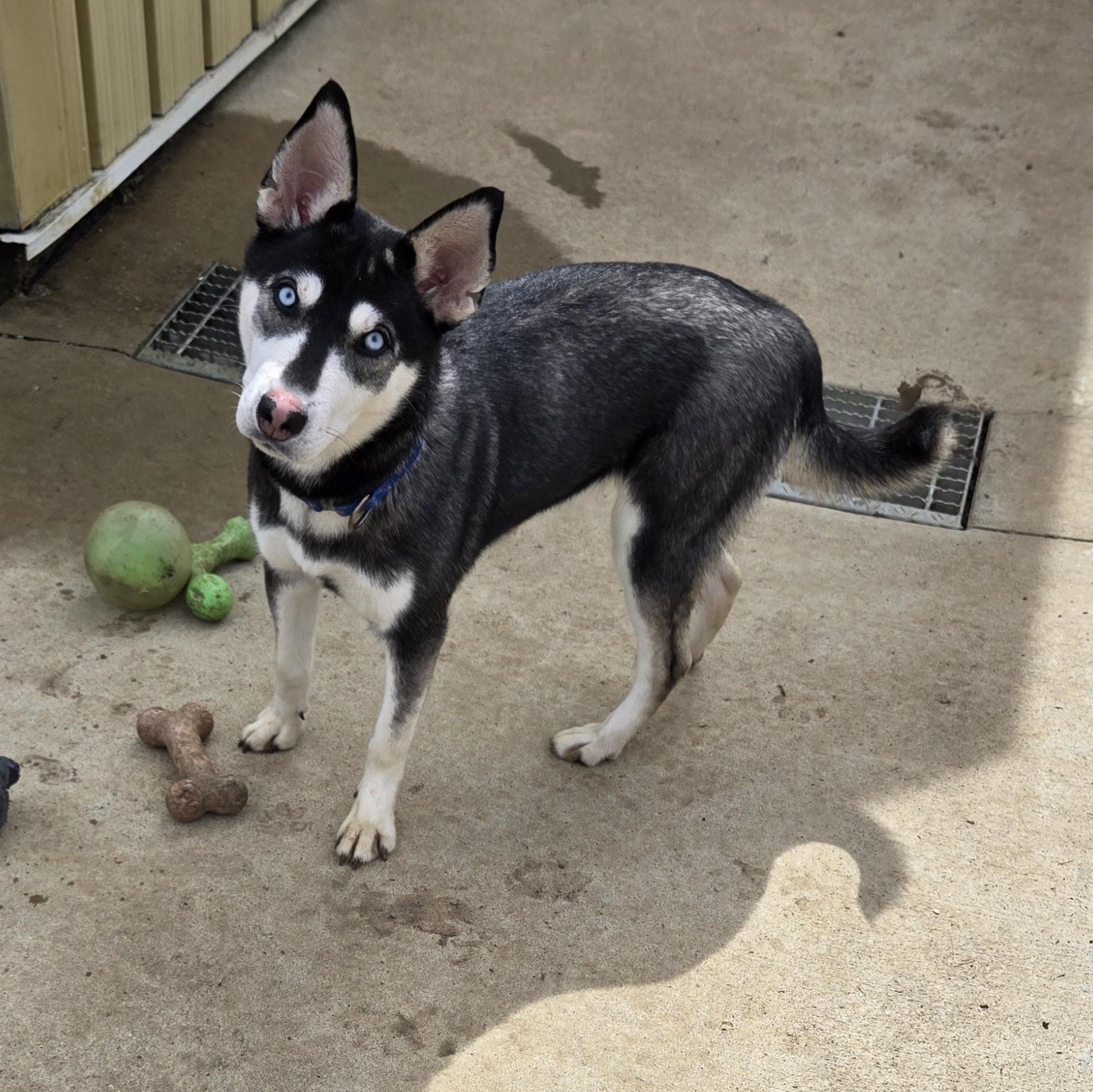 Enlarge Sapphire, a ADOPTABLE mixed breed in Keokuk, IA image 3/6