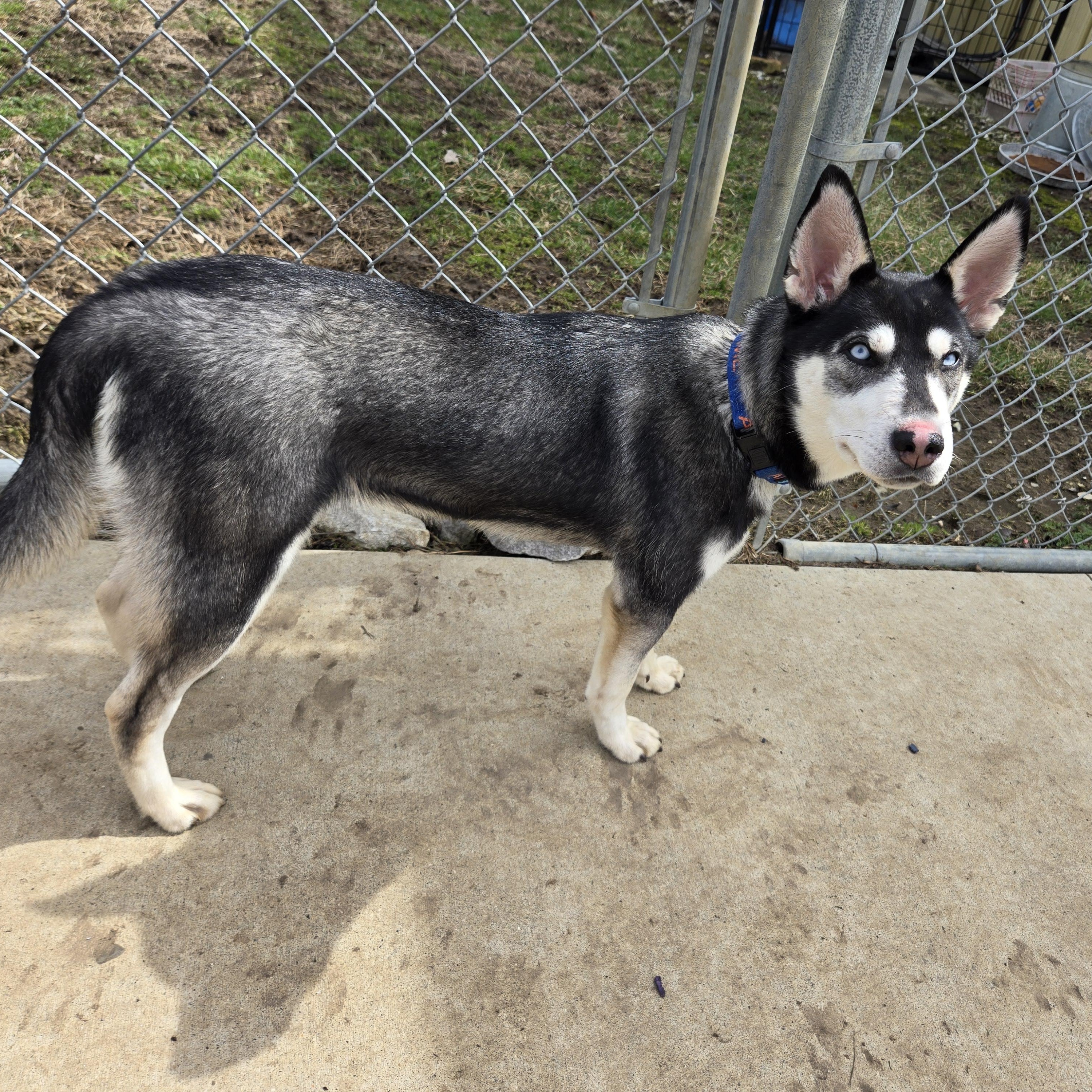 Enlarge Sapphire, a ADOPTABLE mixed breed in Keokuk, IA image 2/6
