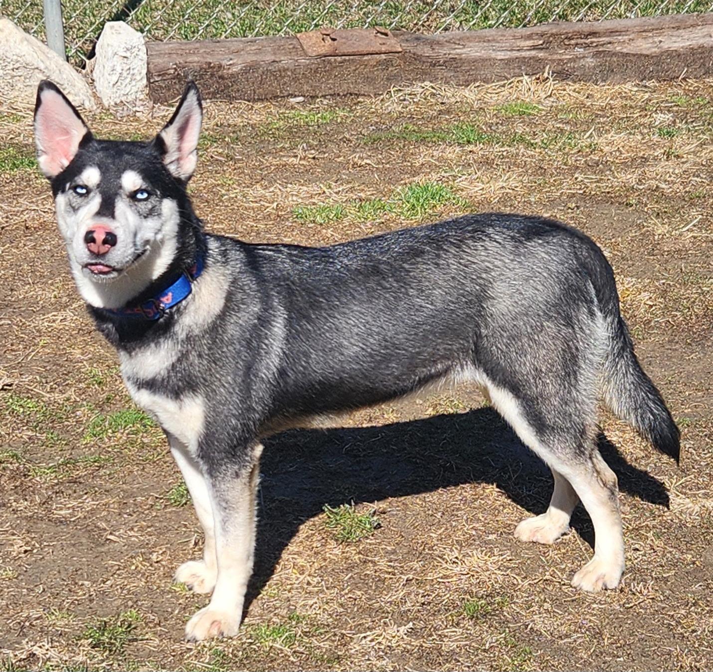 Enlarge Sapphire, a ADOPTABLE mixed breed in Keokuk, IA image 5/6