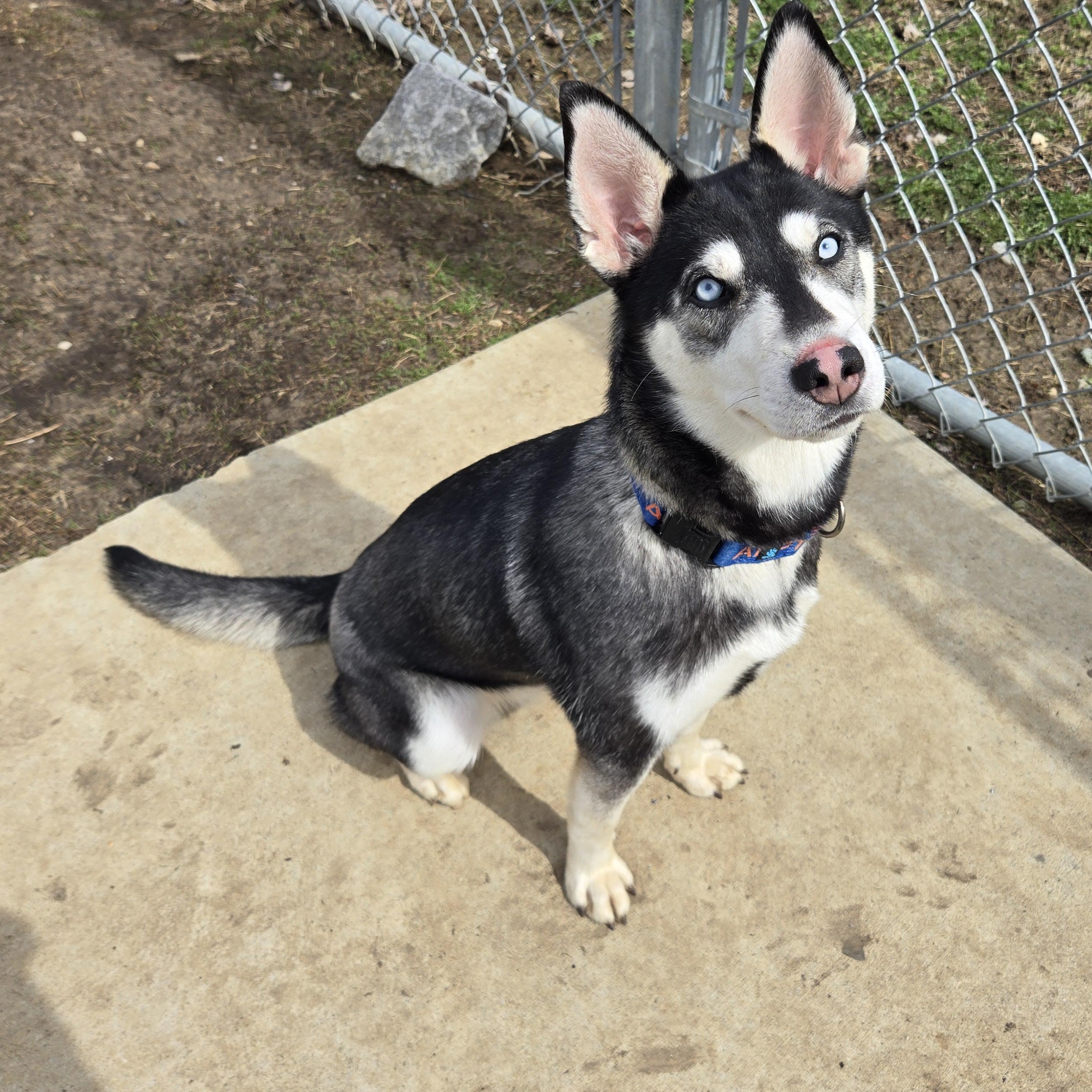 Enlarge Sapphire, a ADOPTABLE mixed breed in Keokuk, IA image 1/6