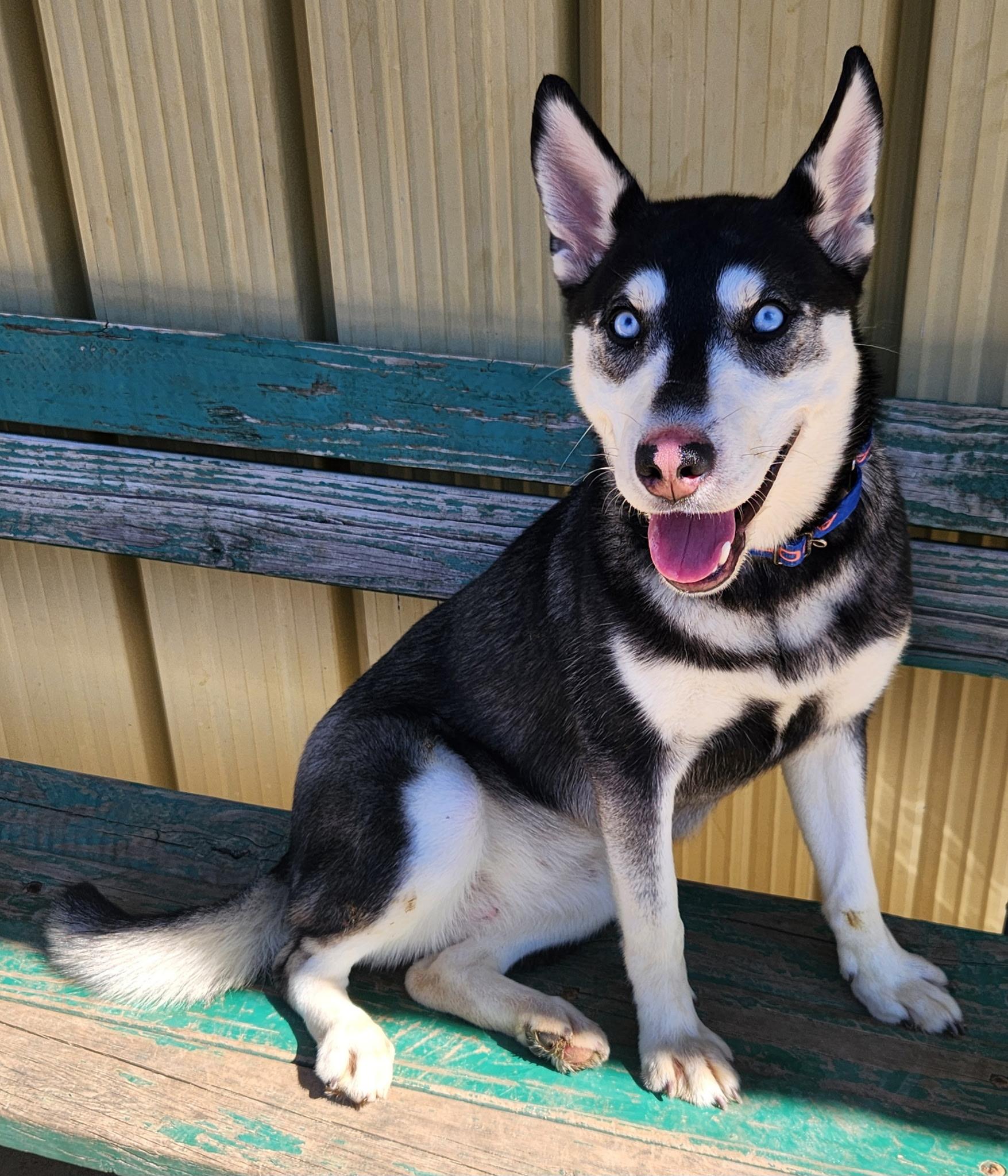 Enlarge Sapphire, a ADOPTABLE mixed breed in Keokuk, IA image 6/6