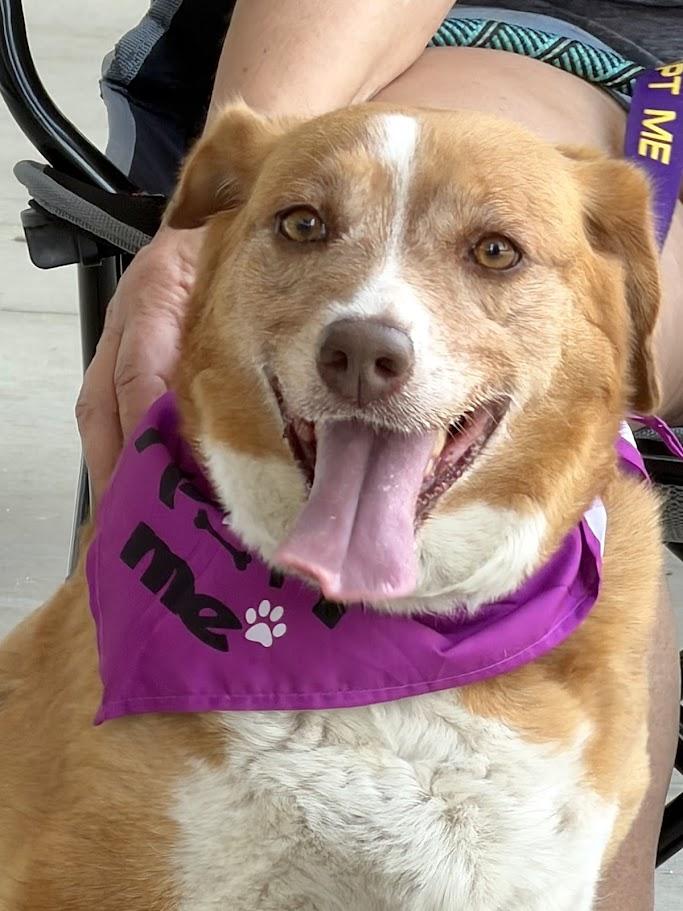 Lily - AVAILABLE TO FOSTER OR ADOPT, adopted, Adult Female Beagle.