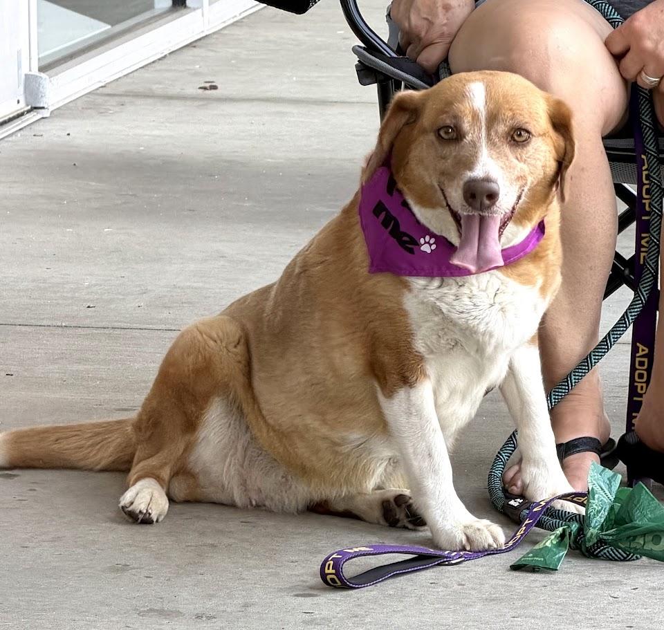 Lily - AVAILABLE TO FOSTER OR ADOPT, an adopted mixed breed in Clayton, NC image 2/6