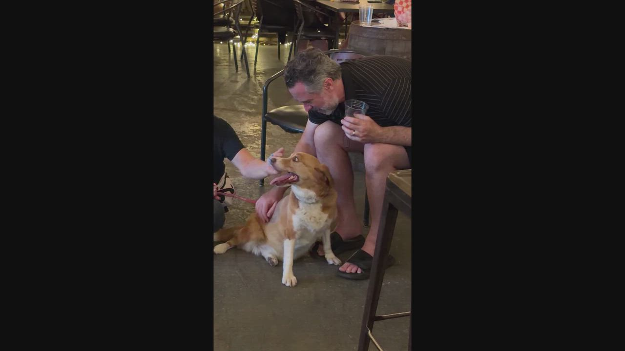 Enlarge Lily - AVAILABLE TO FOSTER OR ADOPT, an adopted mixed breed in Clayton, NC video 5/6