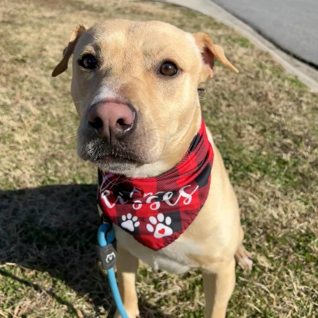 Tater Tot, Adoptable, Young Male Labrador Retriever.