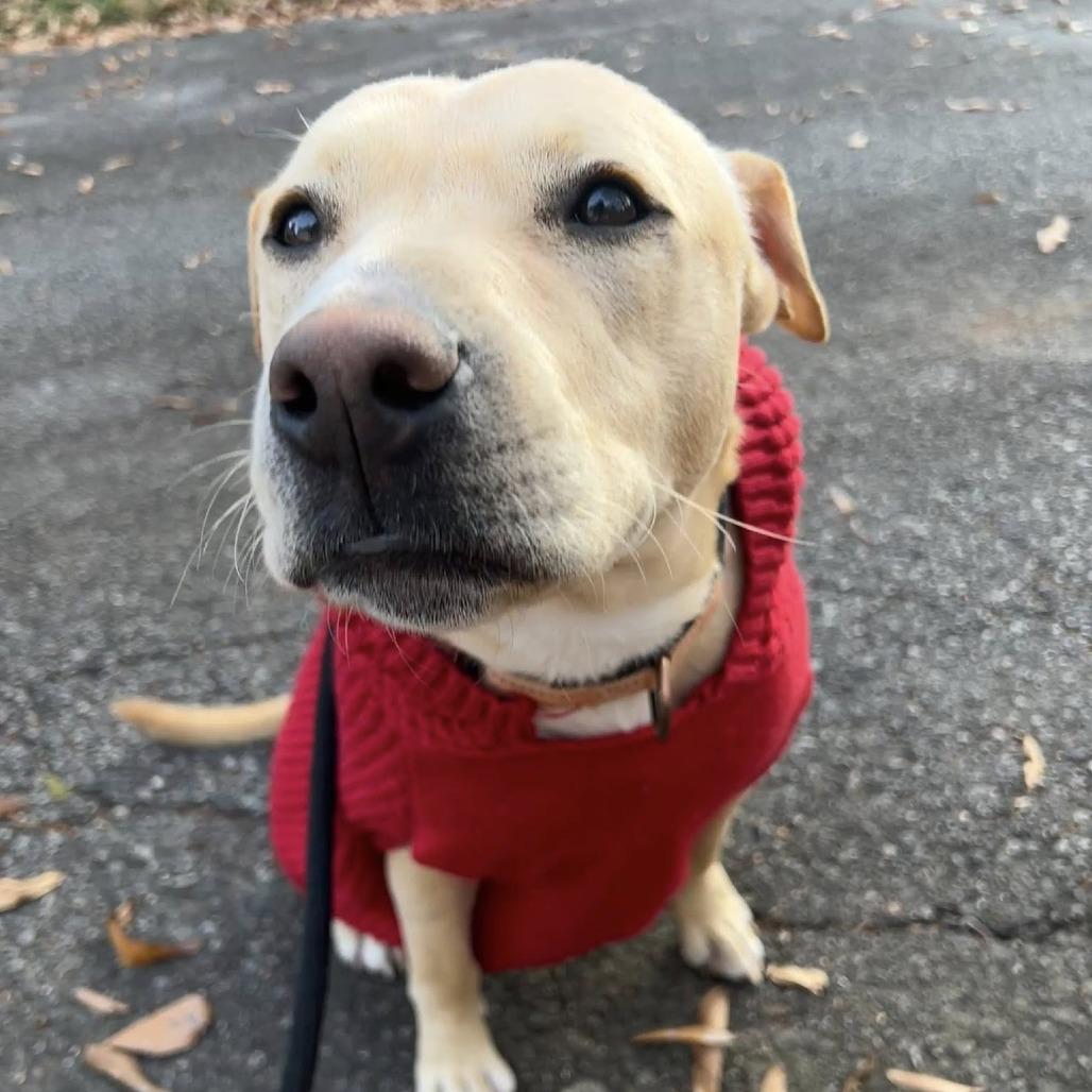 Enlarge Tater Tot, a Adoptable mixed breed in Concord, NC image 2/6
