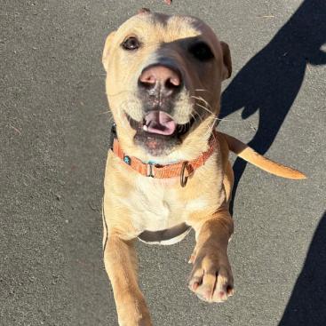 Enlarge Tater Tot, a Adoptable mixed breed in Concord, NC image 3/6