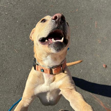Enlarge Tater Tot, a Adoptable mixed breed in Concord, NC image 4/6