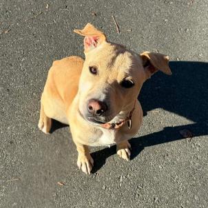 Enlarge Tater Tot, a Adoptable mixed breed in Concord, NC image 6/6