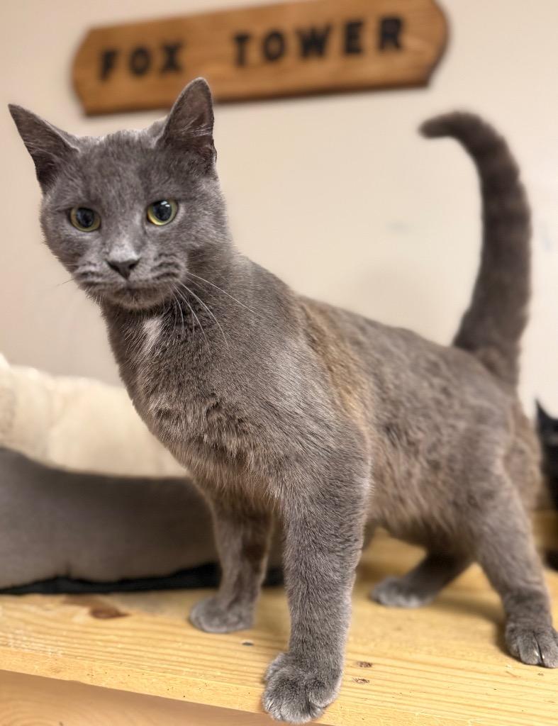 Suede, Adoptable, Young Female Domestic Short Hair.