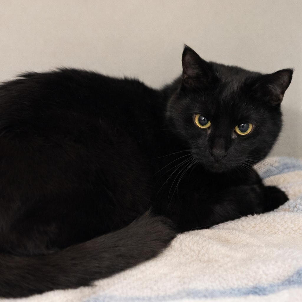 Enlarge Friday, a ADOPTABLE Domestic Medium Hair in Stafford, VA image 1/1