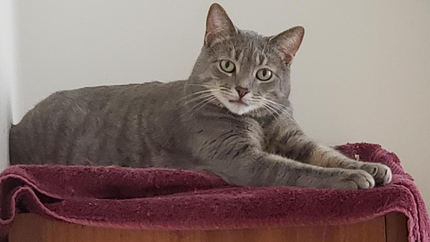 Milo, Adoptable, Adult Male Tabby.