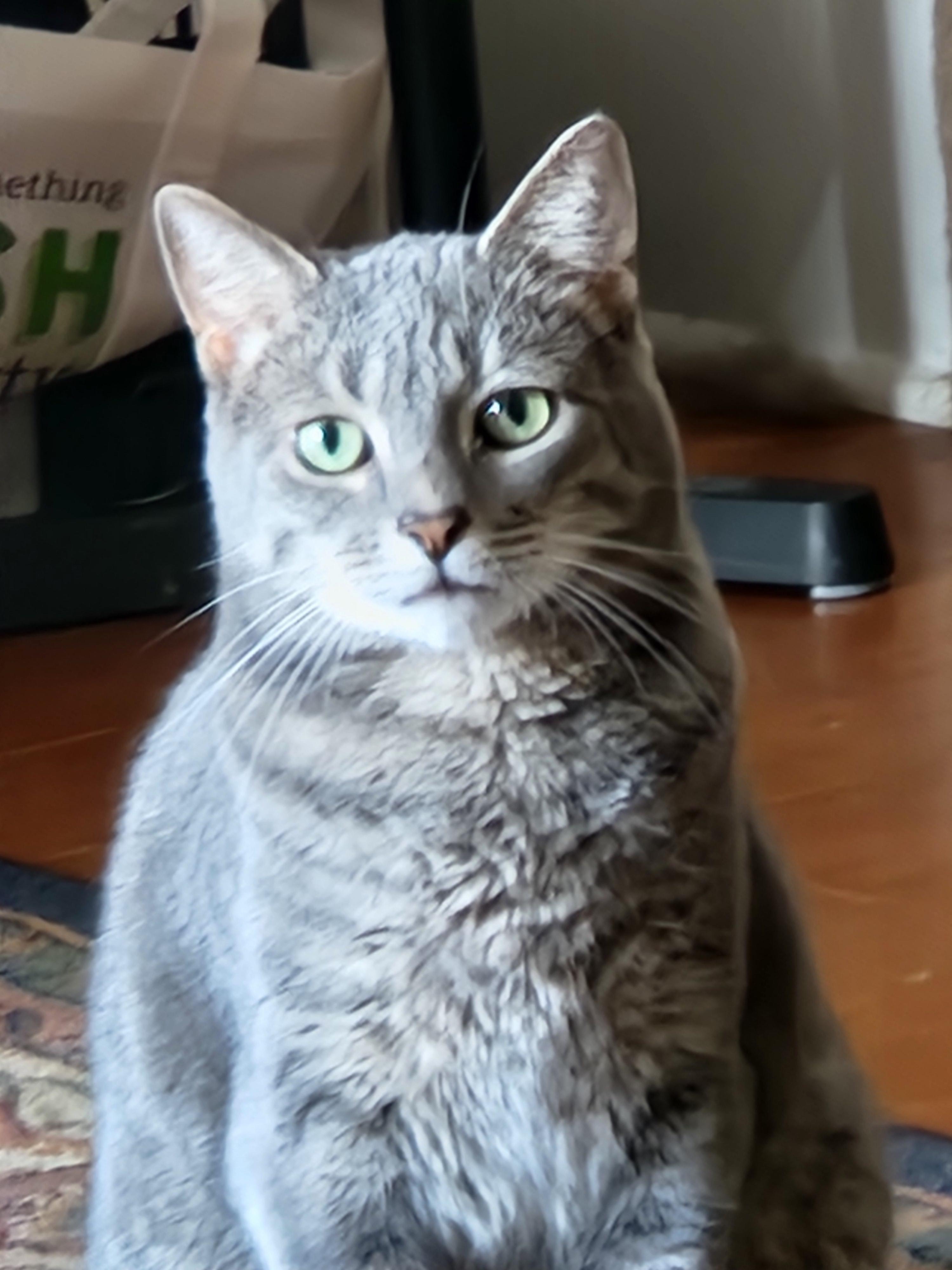 Milo, Adoptable, Adult Male Tabby.