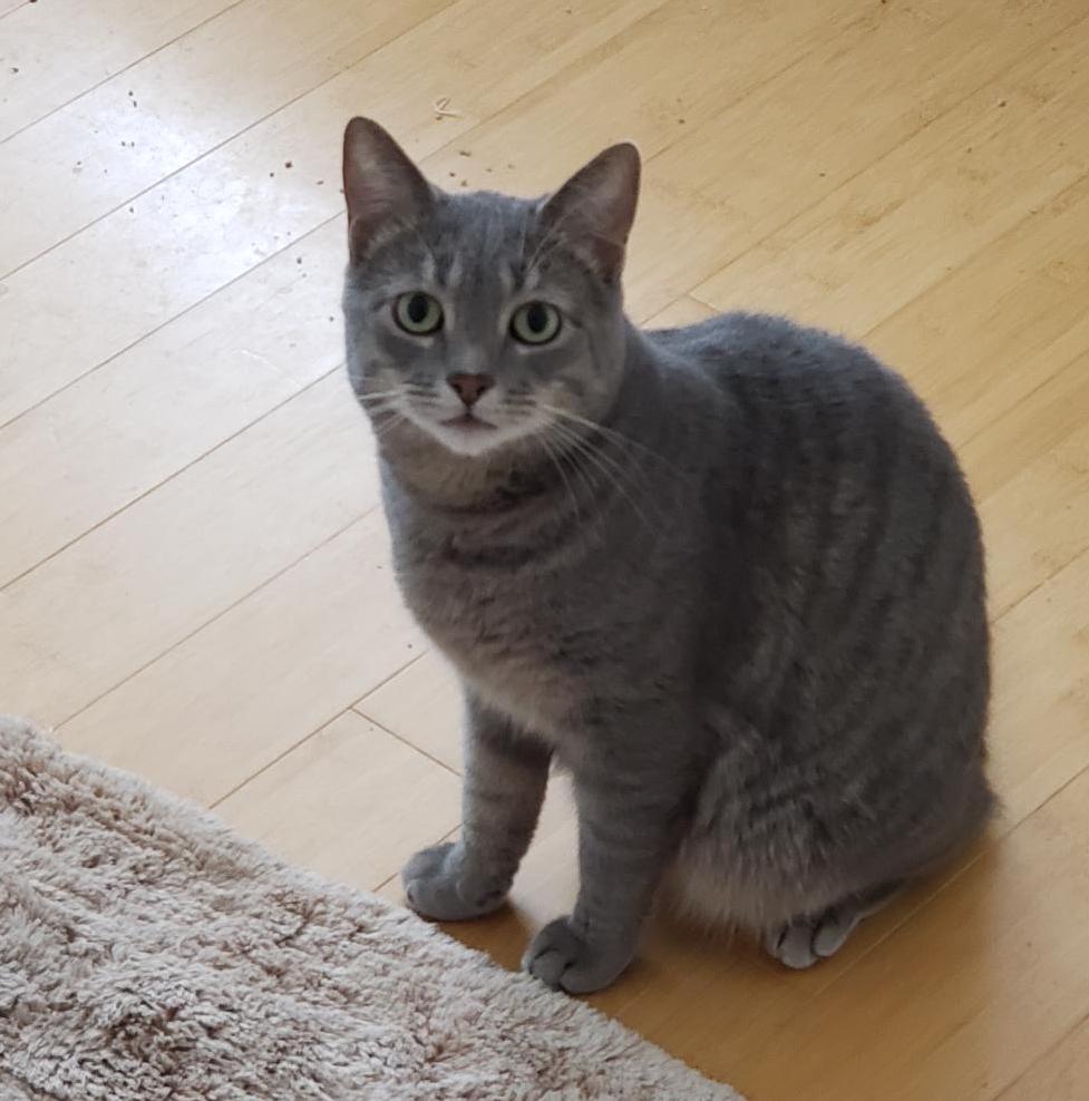 Milo, a Adoptable Tabby in Washington Grove, MD image 3/6