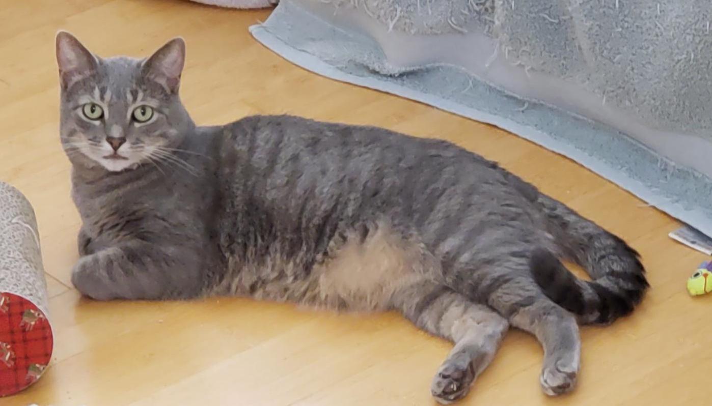 Milo, a Adoptable Tabby in Washington Grove, MD image 4/6