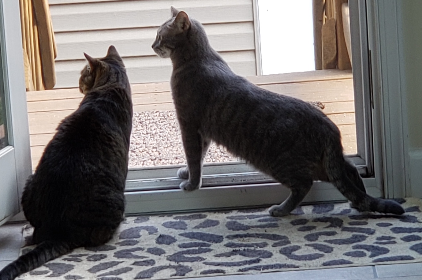 Milo, a Adoptable Tabby in Washington Grove, MD image 5/6