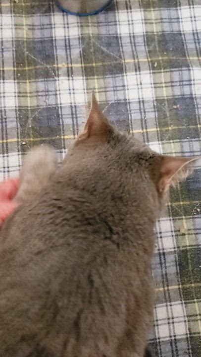 Enlarge Milo, a Adoptable Tabby in Washington Grove, MD video 6/6