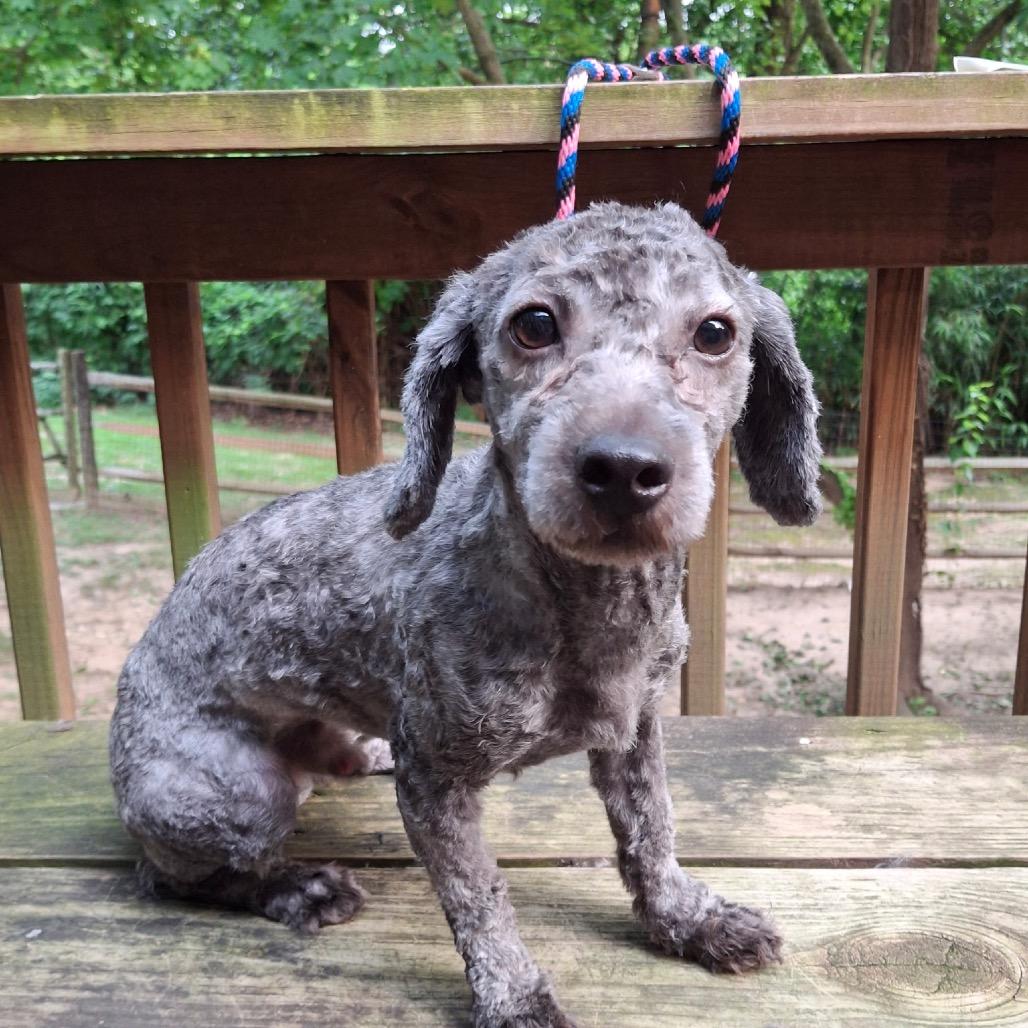 Enlarge Levi, a ADOPTABLE mixed breed in Ellicott City, MD image 3/5