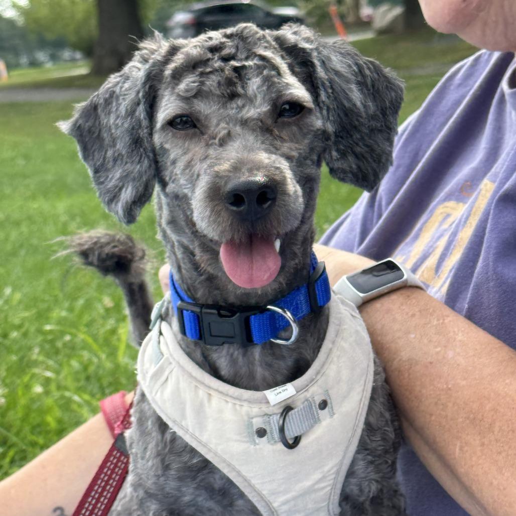 Enlarge Levi, a ADOPTABLE mixed breed in Ellicott City, MD image 5/5