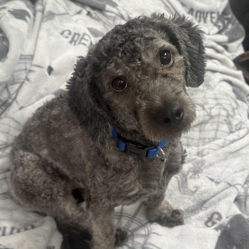 Enlarge Levi, a ADOPTABLE mixed breed in Ellicott City, MD image 2/5