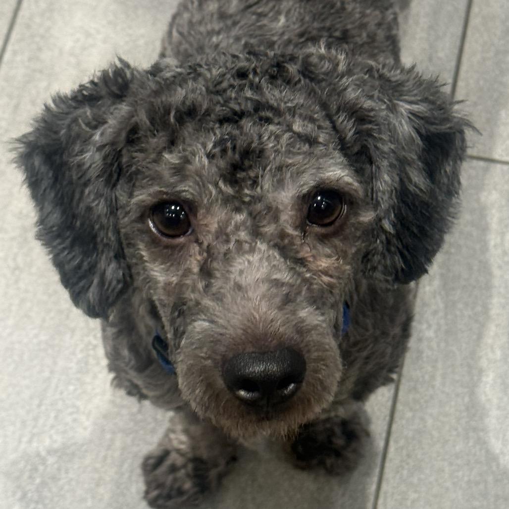 Levi, ADOPTABLE, Young Male Miniature Poodle & Poodle.