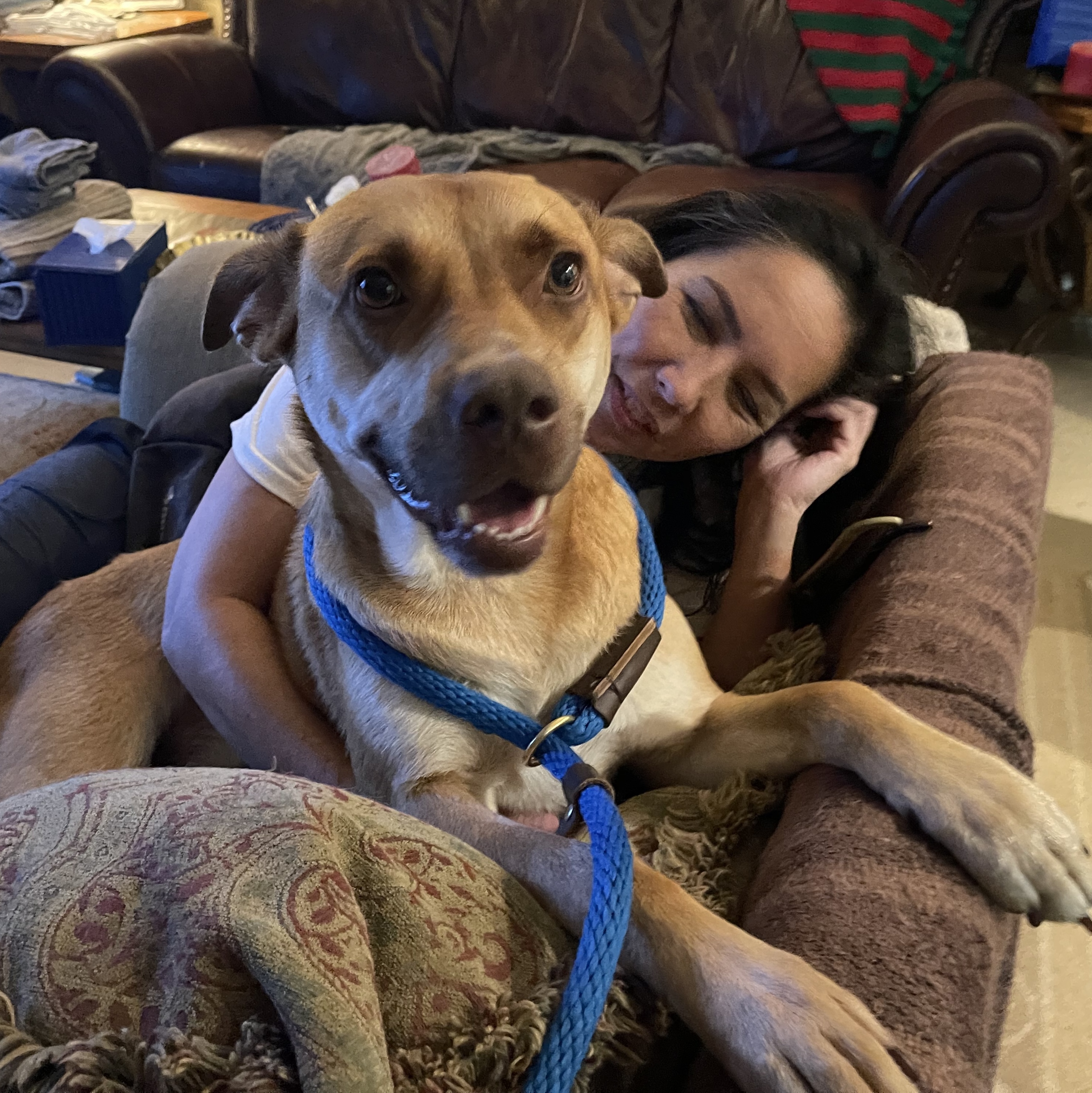 Enlarge KOBE (AKA Kobert/Koberton), a Adoptable mixed breed in Harrington, DE image 2/7