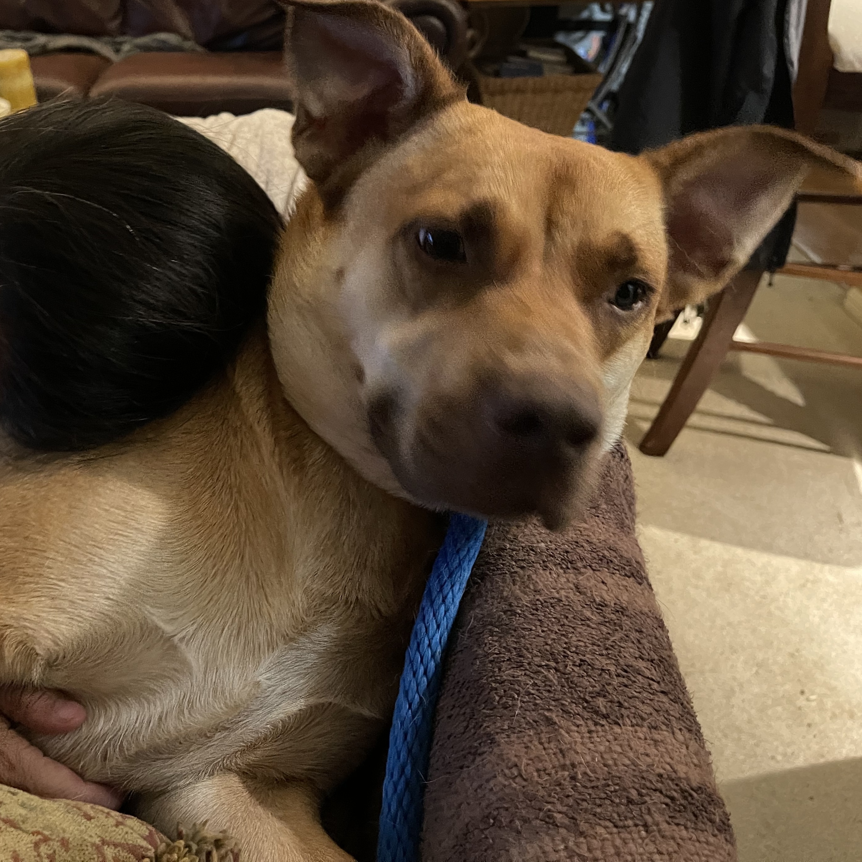 KOBE (AKA Kobert/Koberton) — thumbnail 3