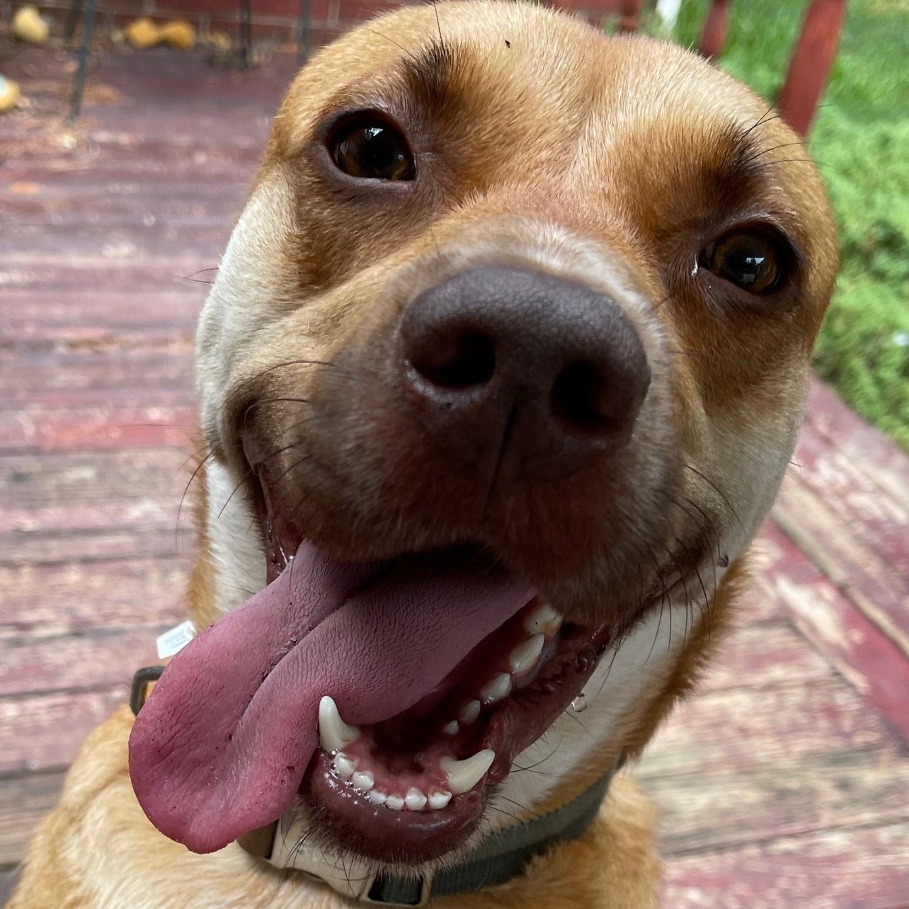 KOBE (AKA Kobert/Koberton) — thumbnail 4