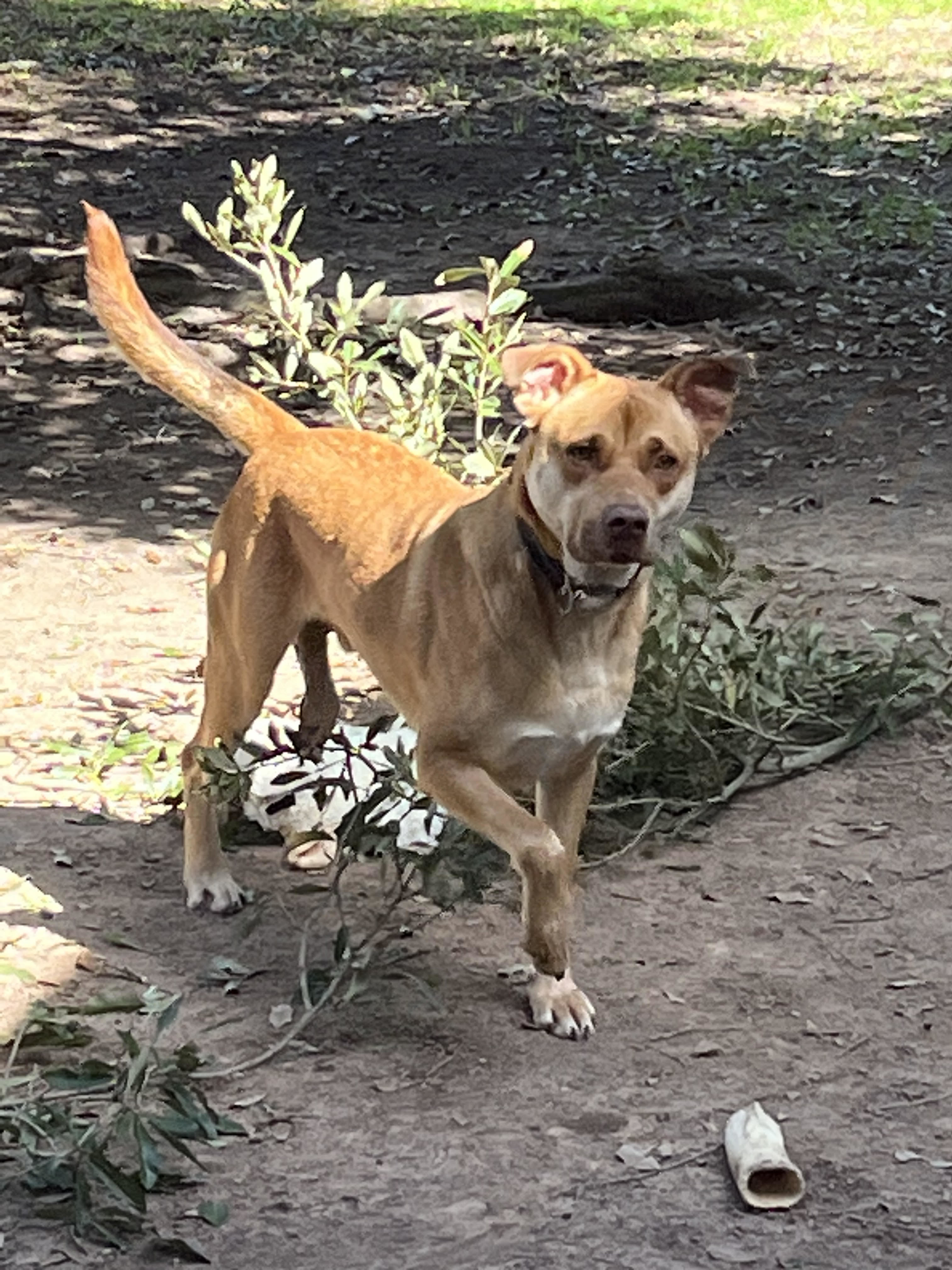 Enlarge KOBE (AKA Kobert/Koberton), a Adoptable mixed breed in Harrington, DE image 5/7
